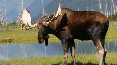 L'orignal est-il en voie de disparition ?
