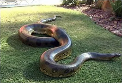 L'anaconda est-il en voie de disparition ?