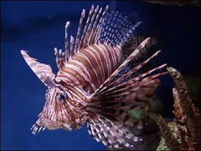 La rascasse est-elle en voie de disparition ?