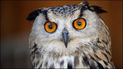 Le hibou est-il diurne ou nocturne ?
