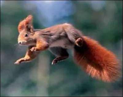 L'écureuil est-il diurne ou nocturne ?