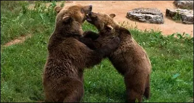 Ours brun est-il diurne ou nocturne ?