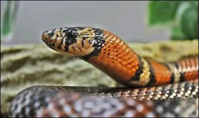 Le serpent est-il un vertébré ou un invertébré ?