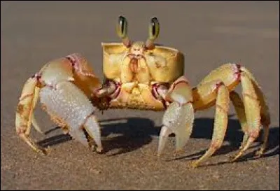 Le crabe est-il un vertébré ou un invertébré ?
