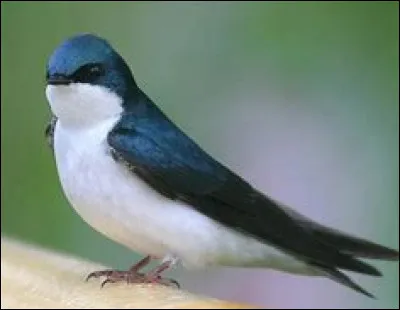 L'hirondelle est-elle un oiseau, un mammifère ou un amphibien ?