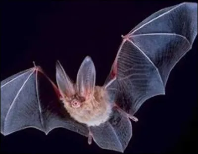 La chauve-souris est-elle un oiseau, un insecte ou un mammifère ?
