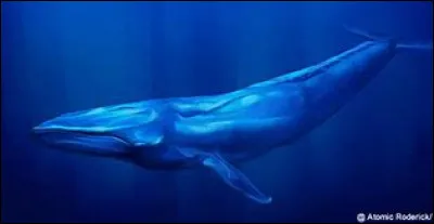 La baleine bleue est-elle un mammifère, un poisson ou un amphibien ?