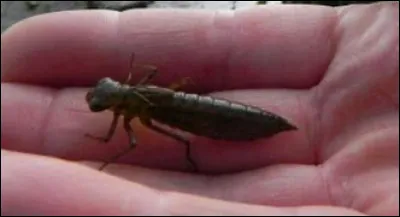 La larve de libellule est-elle un carnivore, un frugivore ou un insectivore ?