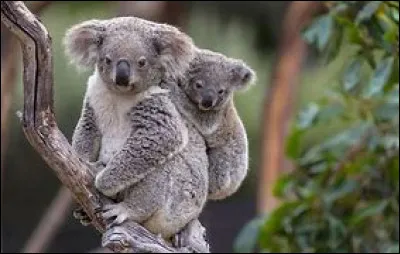 Le koala est-il un herbivore, un piscivore ou un insectivore ?