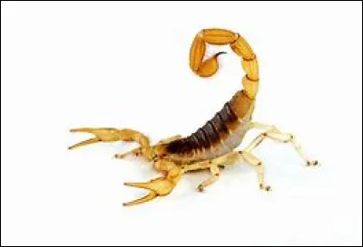 Le scorpion est-il un carnivore, un piscivore ou un omnivore ?