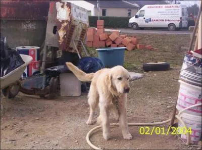 Ce chien est un chien de :