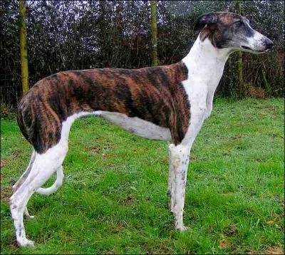 Le chien le plus rapide est :