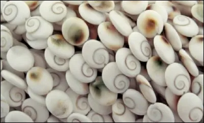 Quel nom désigne l'opercule minéralisé que l'on trouve relativement fréquemment sur les rivages méditerranéens, notamment en Corse ?