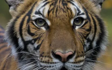 Quiz Animaux