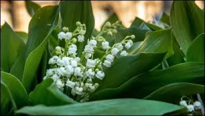 Quand le muguet fleurit-il ?