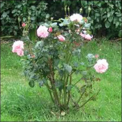 Quand faut-il supprimer les gourmands des rosiers ?