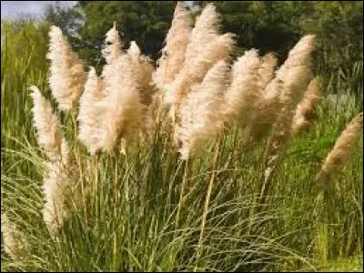 Quand fauche-t-on les graminées ?