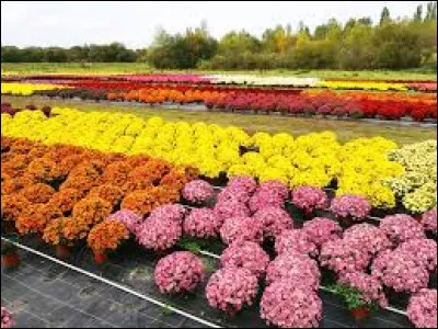 Le chrysanthème est la fleur...