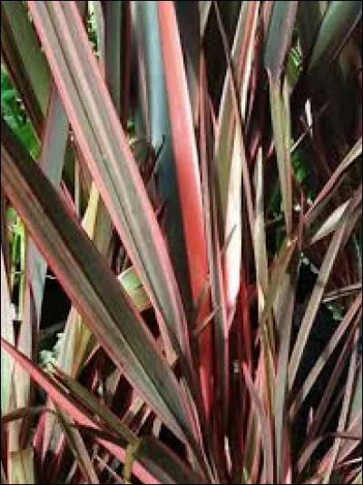 Le lin de Nouvelle-Zélande peut atteindre les :