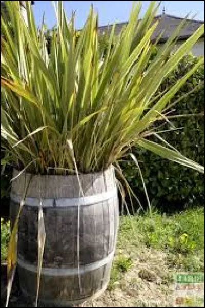 Comment sont ses feuilles ?