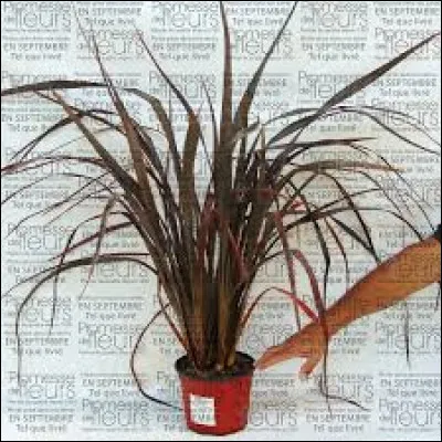 Quelle exposition préfère-t-il ?