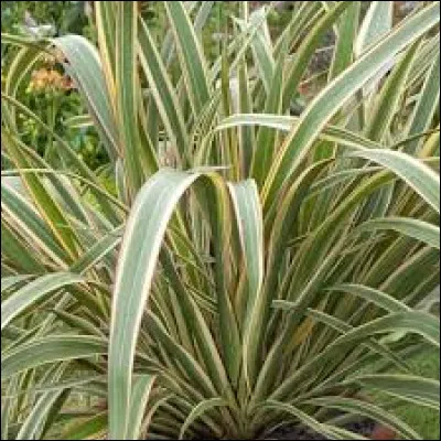 En cas de gelé, il faut la protéger avec un voile d'hivernage.