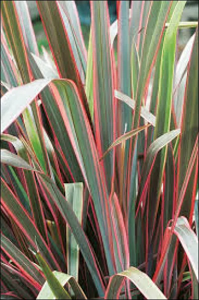 Il est conseiller de pailler le sol de cette plante afin de préserver les racines en hiver.