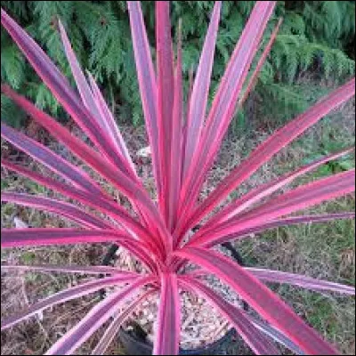 Sur la photo, vous pouvez voir le lin de Nouvelle-Zélande.