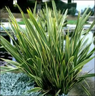 Voici le Phormium tenax 'Variegatum' au feuillage panaché.