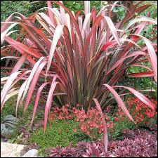 Quiz Plantes