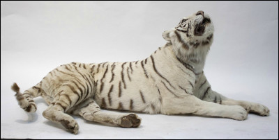 Pourquoi ce tigre est-il blanc ?
