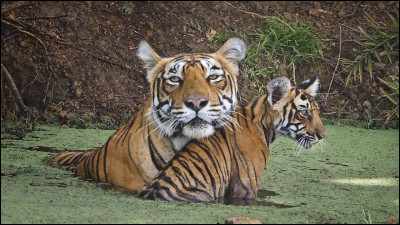 Est-il le plus grand des félins ?