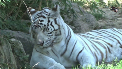 Qui sont les intrus ?