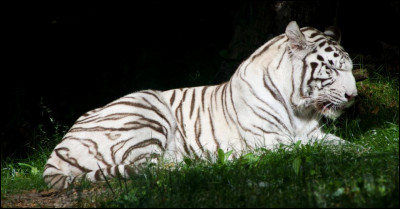 Les tigres sont-ils autorisés dans les cirques en 2020 ?