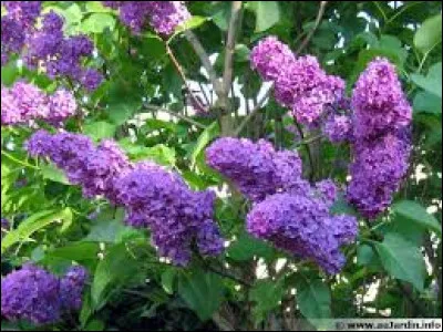 Quel est le nom latin du lilas commun ?