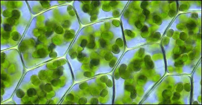 Comment s'appelle le pigment donnant la couleur verte d'une plante ?