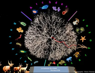 En évolution, que signifie LUCA ?