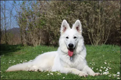 Dans la phrase : "  chien, je l'ai vu hier, au parc !"
Que dois-tu mettre ?