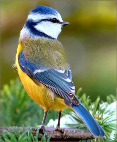 Dans la phrase : "Regarde  mésange !"
Que dois-tu mettre ?