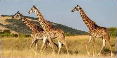 À l'état sauvage, où vivent les girafes ?