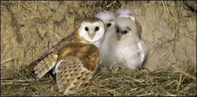 Par quels animaux est-elle chassée ?