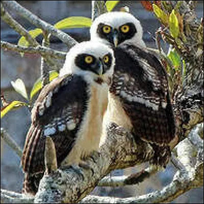 Quel est son statut de conservation IUCN ?