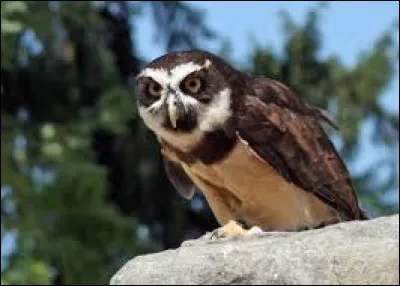 Et quel est son nom scientifique ?