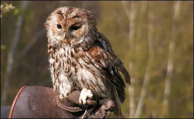 À quelle race cette chouette appartient-elle ?