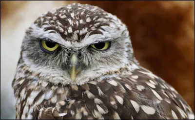 Et pour elle, quelle est sa race ?