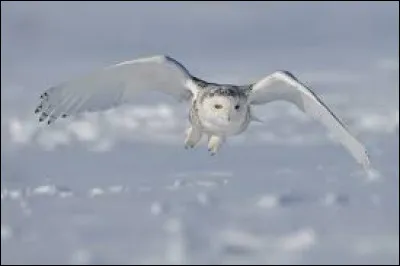 Quelle est sa taille ?