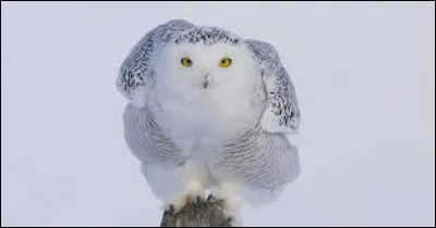 Et pour terminer sur la chouette harfang des neiges, quel âge en général atteint-elle ?