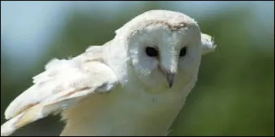 Passons à la chouette effraie, la plus répandue dans le monde. Quels surnoms possède-t-elle ?