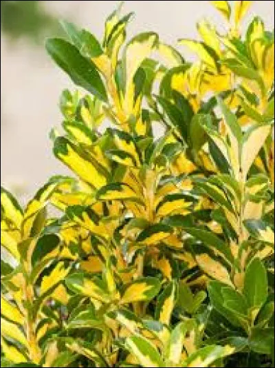 Retrouvez le nom latin du fusain !