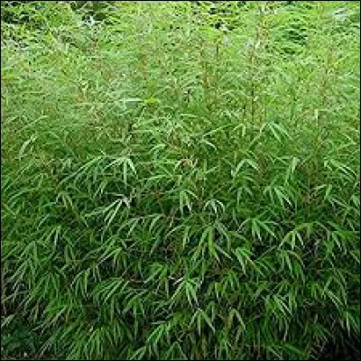 Ils sont connus pour être très invasifs, ce sont les :